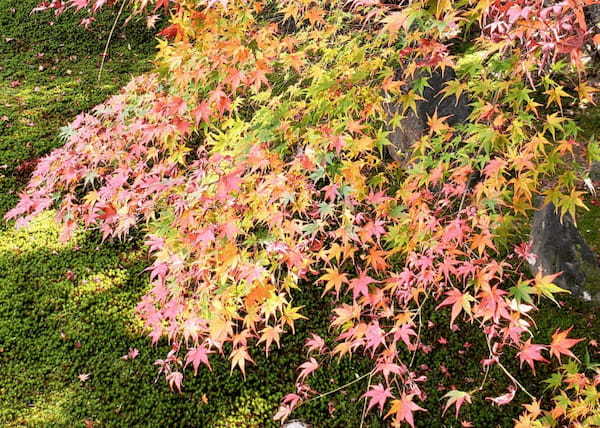 秋はやっぱり紅葉の綺麗な京都へ♪