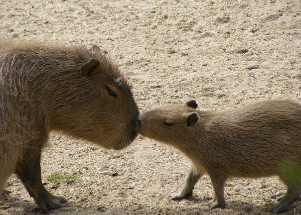 かわいい癒し系動物の「カピバラ」！その生態が意外で驚き！！