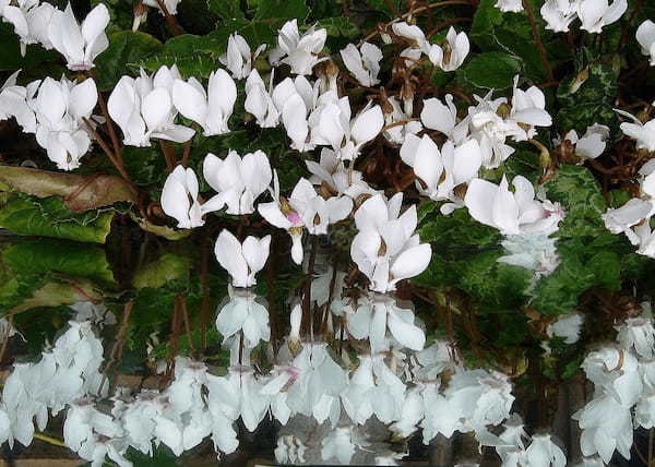 冬を彩る「シクラメン」、その花言葉は怖いもの?プレゼントにはよろしくないとはどういうこと?