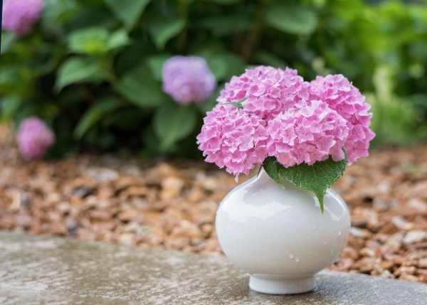 紫陽花の本来の色はピンク?!なら、なんで青や紫になることがあるの?