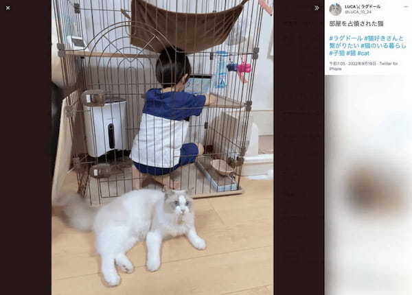 ボクの場所を取られちゃった……子どもにケージを占拠され途方にくれる猫