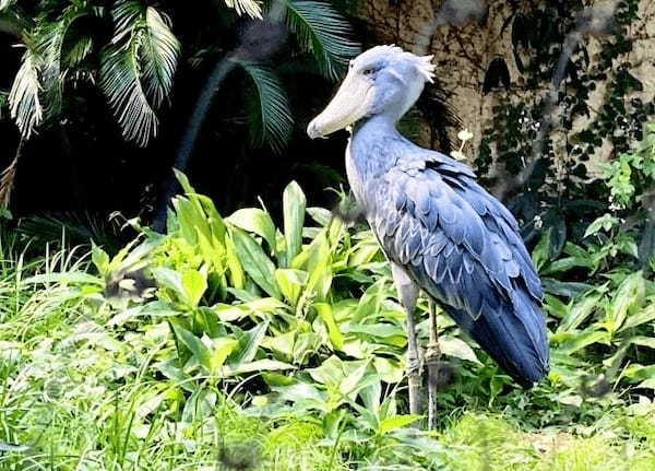 【読めたらスゴイ!】「嘴広鸛」って何のこと!?動物園にもいる、あの鳥のことでした。この漢字、あなたは読めますか?