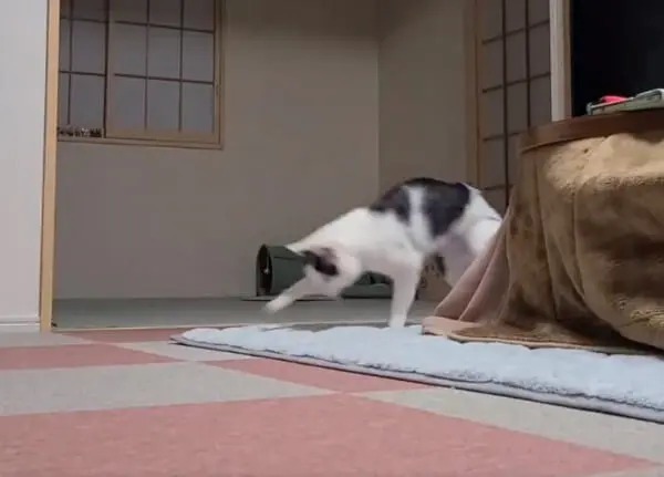 猫がただ歩く動画に1万いいね　「エンドレスで見てしまう」「クセになる動画」