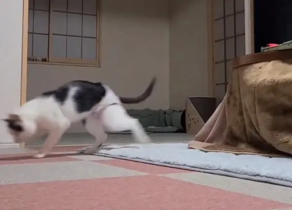 猫がただ歩く動画に1万いいね　「エンドレスで見てしまう」「クセになる動画」