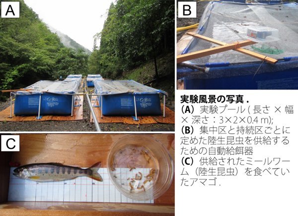 川魚の社会システムは「森から降ってくる昆虫の量」により激変することが判明！（日本）