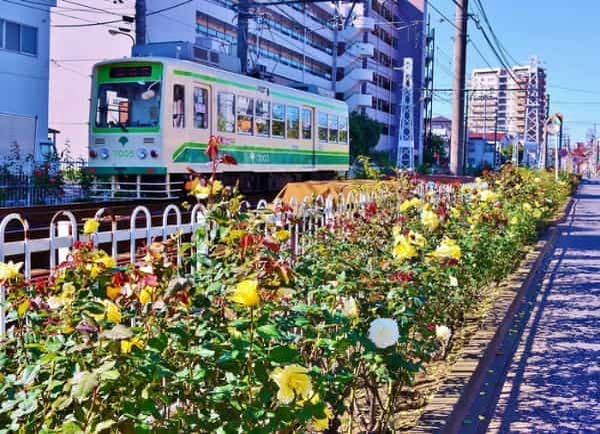 紅葉や黄葉など美しく彩る11月の花7選。都内で訪ねるべき花の名所を厳選しました。