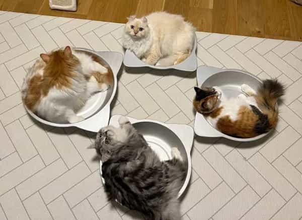 4匹揃った「猫鍋集会」本日の議題はなにかな?