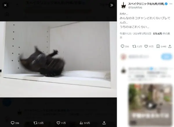 みんなのネコチャンどれくらいブレてる？　子猫が転ぶ瞬間をとらえた写真に爆笑