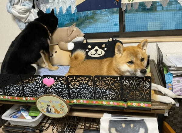 「どれが本物？」ソファに柴犬がいっぱい！