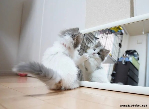 「僕のほうが強いんだぞ！」鏡に映った自分を大威嚇する子猫ちゃん