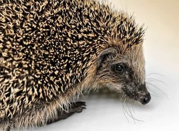 ハリネズミを飼いたい!ペットにおすすめの種類や飼い方、寿命についても解説!