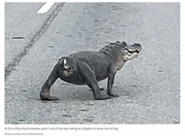 【衝撃】「あれは犬か?いや、“半分のワニ”だ!」尻尾を失ったアリゲーターが話題に