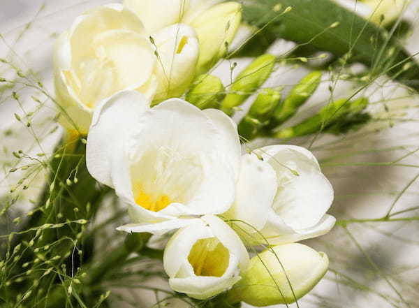「フリージア」の色によって変わる花言葉をご紹介！似ている花が多いので別名もたくさん！