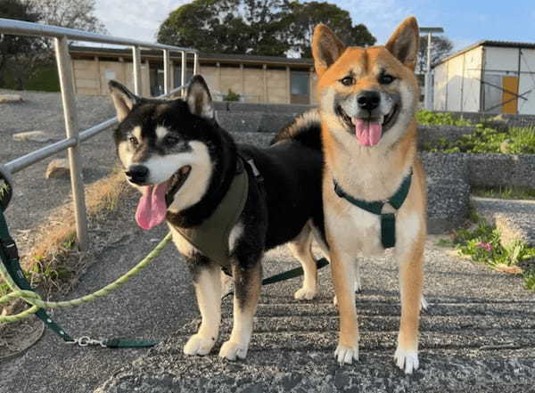 僕も入れて～！会話に参加してこようとする柴犬