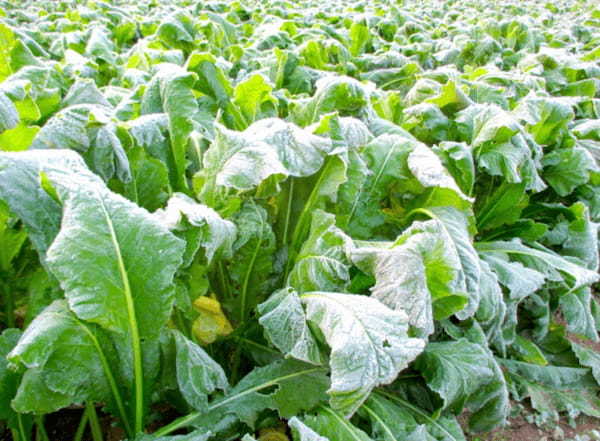 漬物にしても美味しい野菜の「野沢菜」。旬となる時期は?その始まりは?
