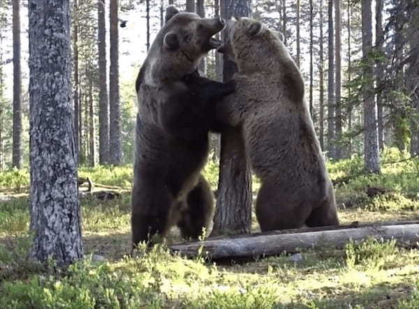 大迫力！！フィンランドで撮影された巨大なヒグマ同士のガチ喧嘩が怖すぎる！