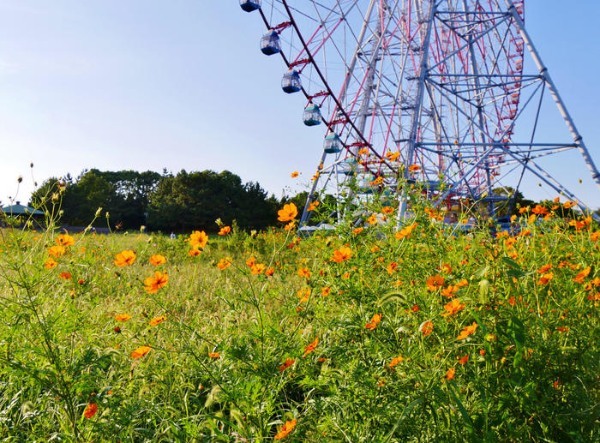 【葛西臨海公園】真冬の醍醐味「23区最大規模のスイセン畑」と「日本最大級の大観覧車から眺める富士山」。四季の花情報もお伝えします