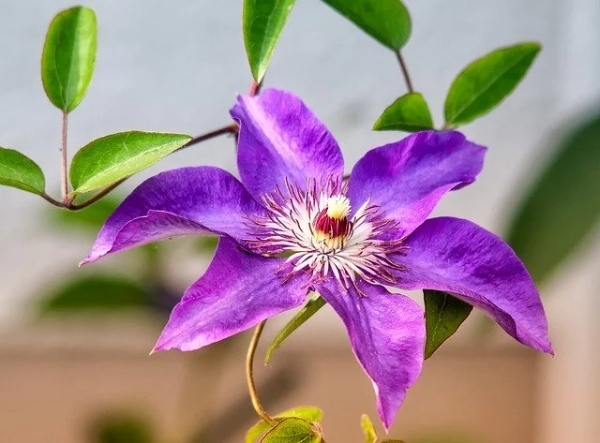 【連載】室内でも楽しめる鉢植えはどれ？初心者にもおすすめの春の花鉢をご紹介