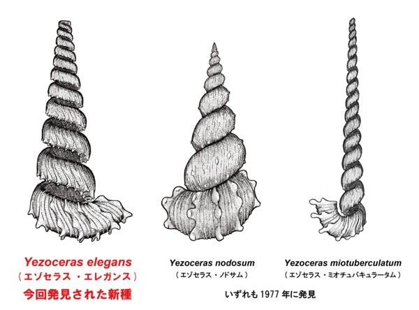 ソフトクリーム型の殻をもつ「奇妙な新種アンモナイト」を北海道で発見！