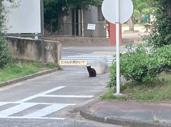 かわいいアイツの背中で猫が休憩してる