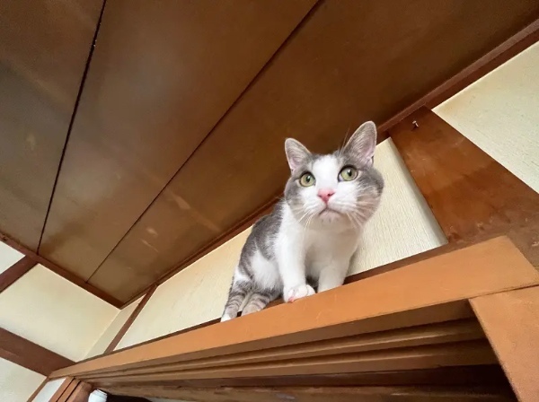 おわかりいただけただろうか……飼い主も怖がらせちゃった猫