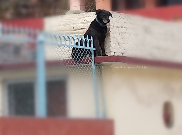 何故か犬が猫がみたいなネパールの街カトマンズの風景がなんだか不思議！