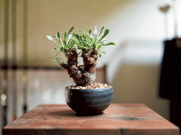 アクアリウムと植物に囲まれた自然を感じられる暮らし｜あの人の趣味部屋