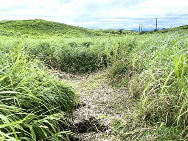 【阿蘇市】期間限定！自然の巨大迷路「すすきの迷路」で本気で迷子になった。