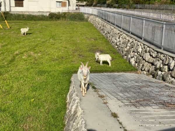 【連載】那覇から日帰りで行ける離島！渡嘉敷島で過ごす休日を紹介