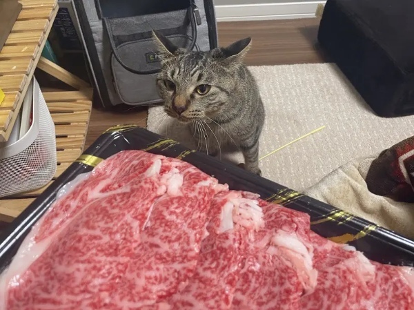 肉のニオイに敏感な猫さん　食べたい気持ちがあふれすぎて至近距離でジー