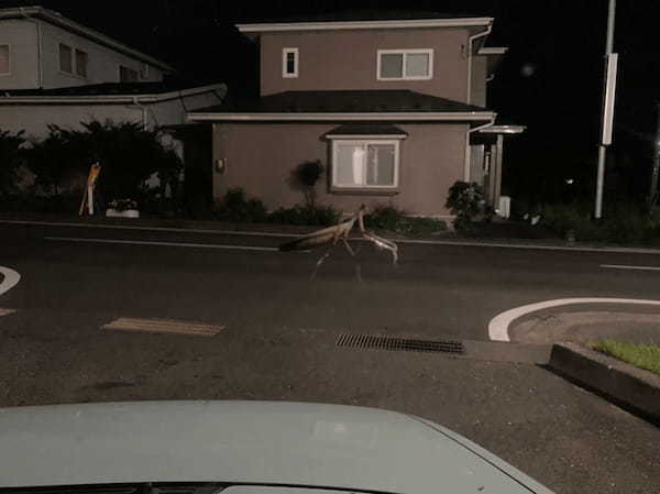 まるで映画のワンシーン！巨大カマキリが出現！？因みにこのカマキリは本物のカマキリで合成写真でもありません！