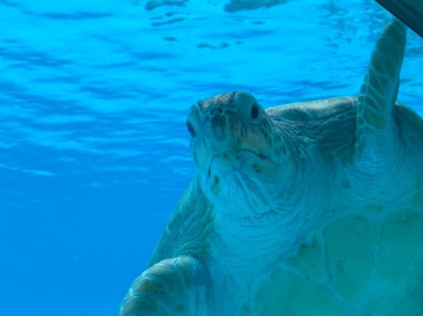 【連載】沖縄の水族館「美ら海水族館」「かりゆし水族館」どちらがおすすめ？