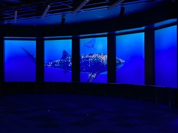 【連載】沖縄空港から一番近水族館！DMMかりゆし水族館最新技術がすごい！