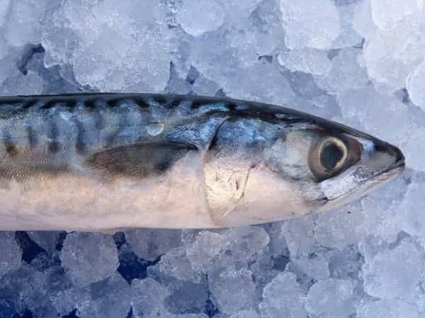 【ジグサビキ入門】仕掛けや釣り方など、釣果アップの秘訣をご紹介！