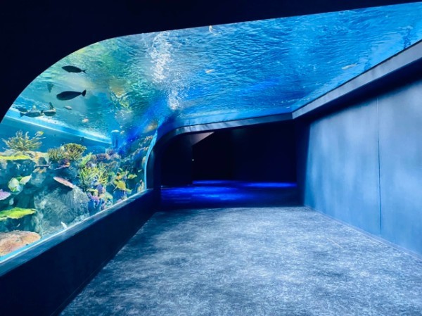 【連載】沖縄の水族館「美ら海水族館」「かりゆし水族館」どちらがおすすめ？