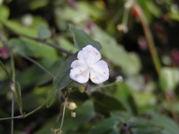 【連載】室内でも楽しめる鉢植えはどれ？初心者にもおすすめの春の花鉢をご紹介