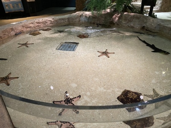 【連載】沖縄空港から一番近水族館！DMMかりゆし水族館最新技術がすごい！