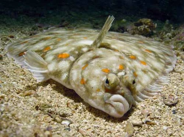 ヒラメの釣り方のコツとは？時期・シーズン・ポイントなど【動画あり】