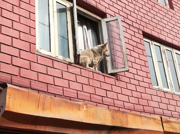 何故か犬が猫がみたいなネパールの街カトマンズの風景がなんだか不思議！