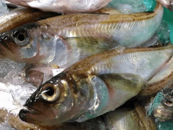 冬の魚「ハタハタ」は、漢字表記がなぜ神の魚「鰰」となるの？