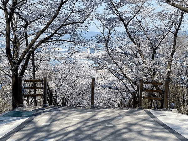 【韓国•大邱】お花見シーズンの大邱(テグ)で桜の名所に行ってきました