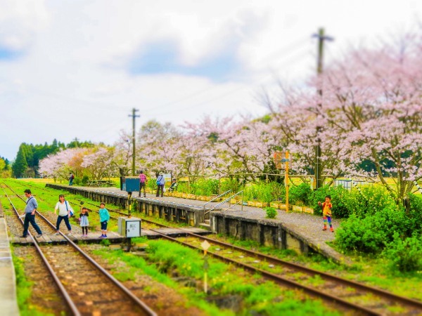 【連載】旅行好きと行く！菜の花の絨毯が広がるローカル線いすみ鉄道の旅