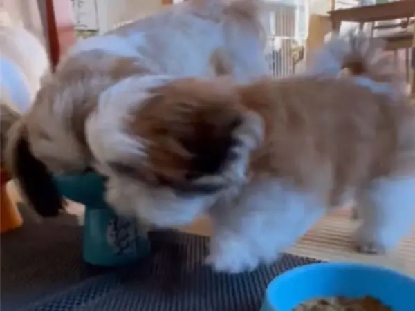 食いしん坊シーズー犬が可愛すぎ　自分の器まで猛ダッシュし隣の分もロックオン