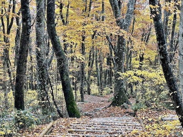 【日本百名山】2座目は雨の中をひたすら登った大山（鳥取県）