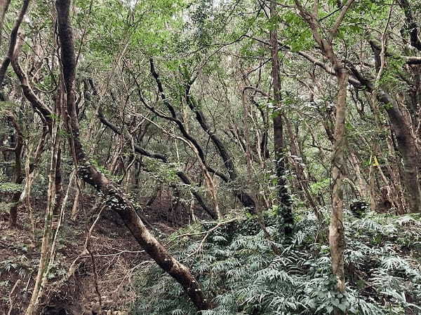 【高知県】四万十、足摺で目からウロコのSDGsを知った、そして考えた