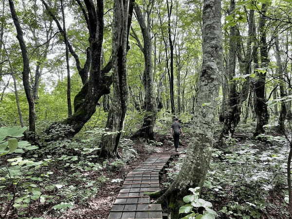 【秋田】森の巨人「あがりこ大王」を見に行こう！獅子ヶ鼻湿原の歩き方