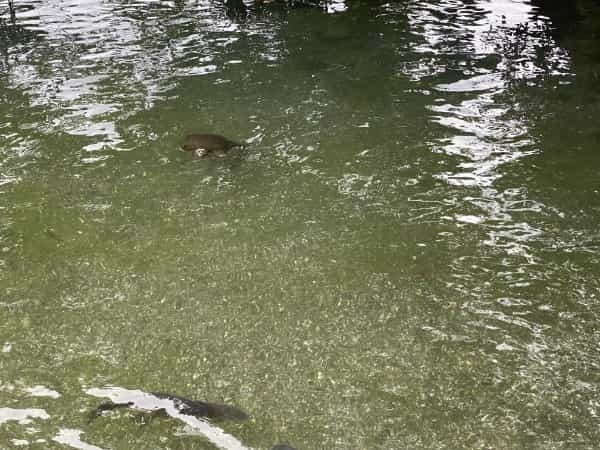平成初期に流行した人面魚は今どうしているのか調べてみました。