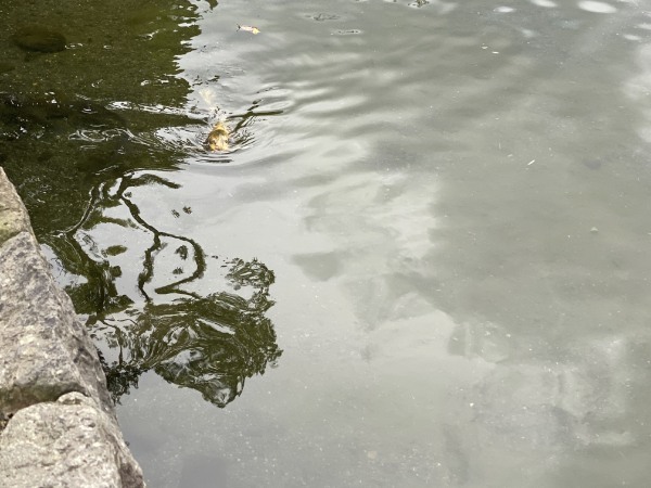 平成初期に流行した人面魚は今どうしているのか調べてみました。
