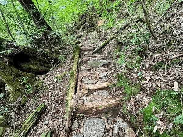 【鹿児島】ヤクスギランドは誰でも気軽に行ける自然植物園