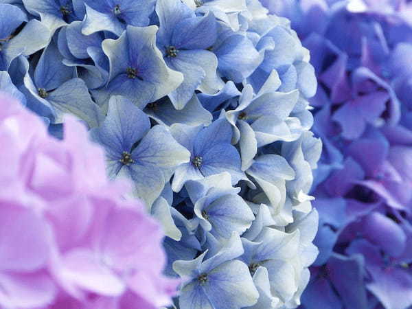 梅雨時に咲き誇る「紫陽花」。その英語表記とは?